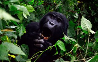 Ugandan Gorilla Summit Coffee available from Grumpy Goat Coffee